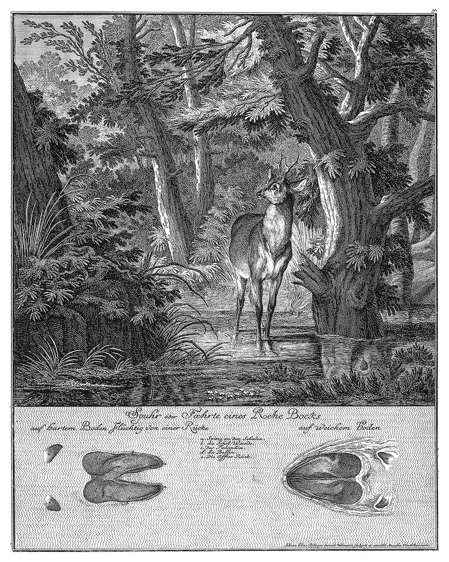 above a roebuck crossing a shallow stream in the forest be wellcome v0021104