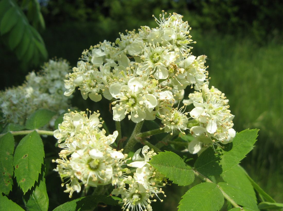 sorbus domestica bluete007 1100