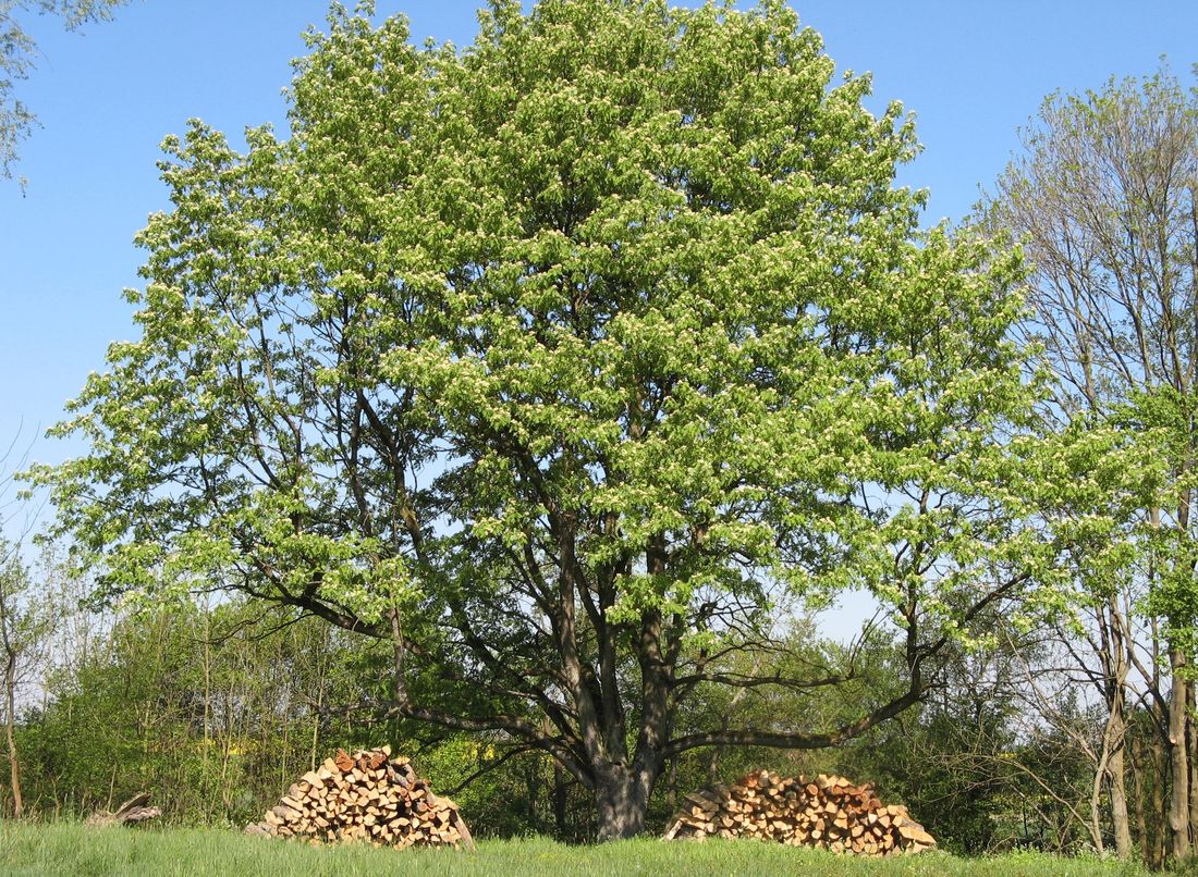 sorbus domestica wuchs ebersberg 1100